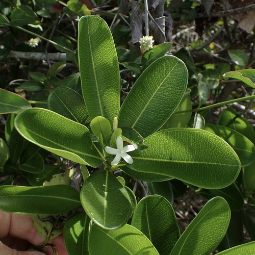 Image of Ochrosia elliptica by (c) Sue Carnahan, some rights reserved (CC BY)