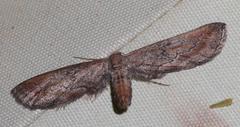 Hebdomophruda