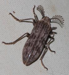Rhipiceridae