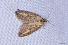 Chesias isabella