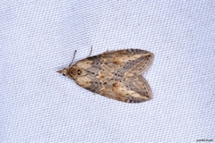 Chesias isabella