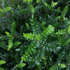 Zanthoxylum beecheyanum