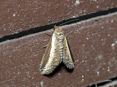 Lophoptera squammilinea