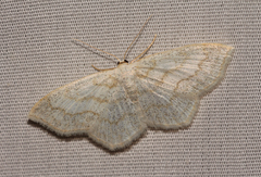 Scopula junctaria
