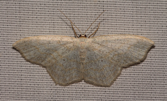Scopula junctaria