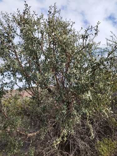 Image of Jodina rhombifolia by (c) Sebastián Fornés, some rights reserved (CC BY)
