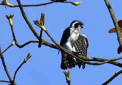 Pied Falconet photo 3