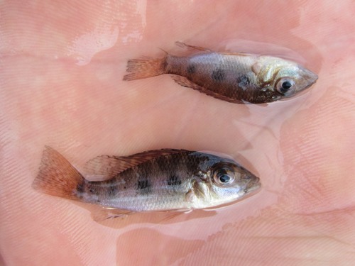 Sharphead eartheater (Satanoperca acuticeps) — Cichlidae