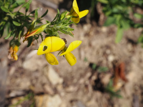 Yellow restharrow (Ononis natrix)
