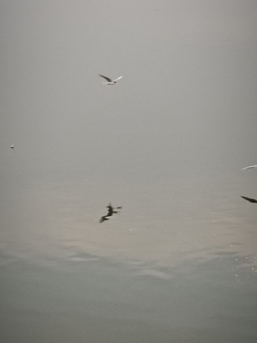 River Tern