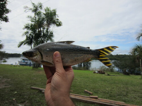 Flagtail prochilodus (Semaprochilodus insignis) — Prochilodontidae — 2