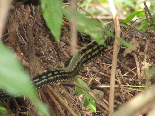 Keeled Rat Snake