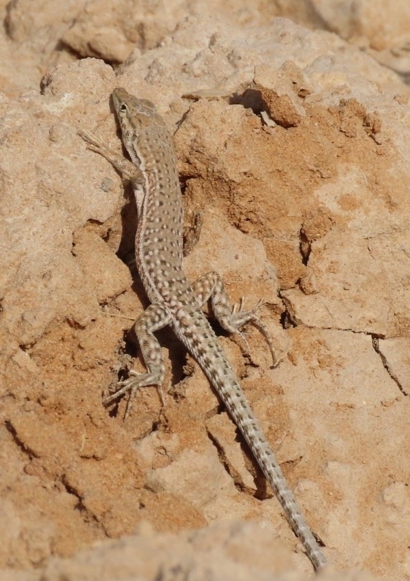 Arabian Small-spotted Lizard