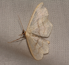 Scopula junctaria