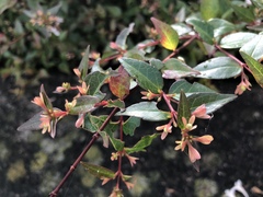 Abelia × grandiflora