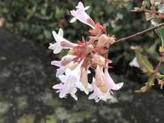 Abelia × grandiflora
