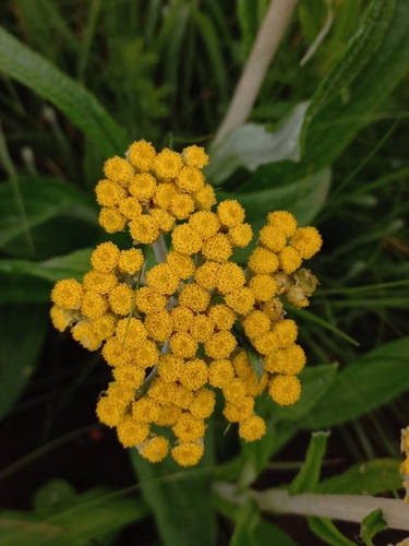 Pale Everlasting (Helichrysum pallidum)