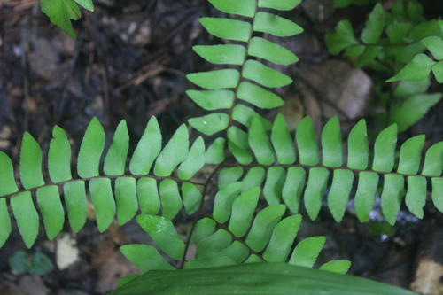 Woolly maidenhair (Adiantum villosum)
