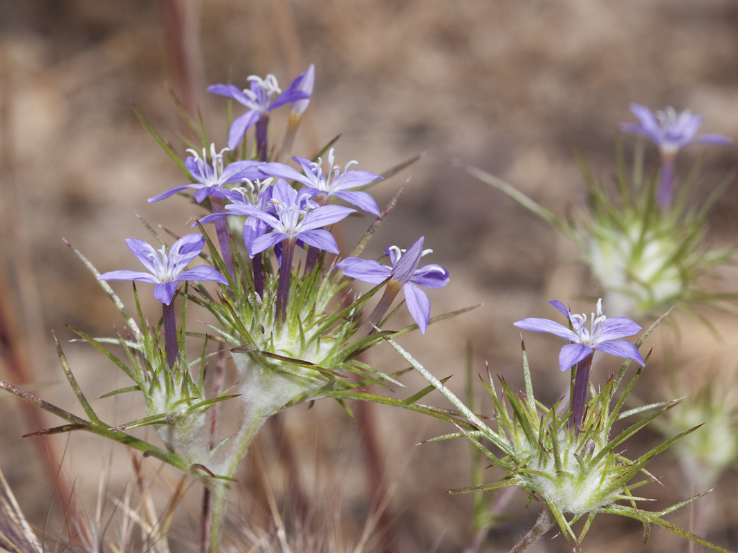 Eriastrum pluriflorum