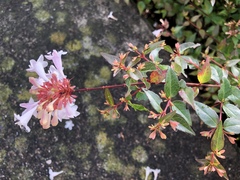 Abelia × grandiflora