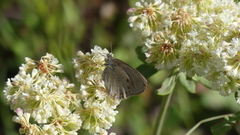 Coenonympha haydenii