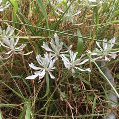 Crossostephium chinense