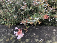Abelia × grandiflora