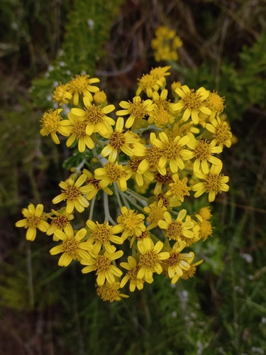 Image of Berg Ragwort (Senecio haygarthii) by (c) Brian du Preez, some rights reserved (CC BY-SA)