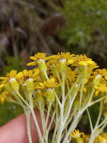 Image of Senecio haygarthii by (c) Brian du Preez, some rights reserved (CC BY-SA)