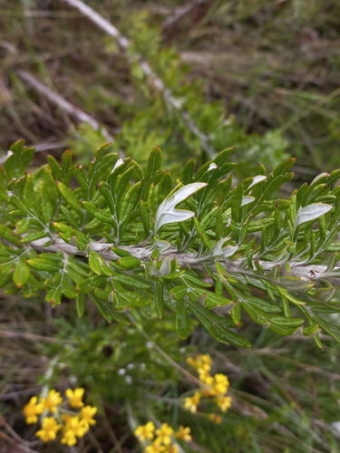 Image of Senecio haygarthii by (c) Brian du Preez, some rights reserved (CC BY-SA)
