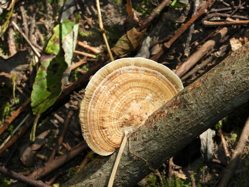 Rauplėtasis vingurėlis