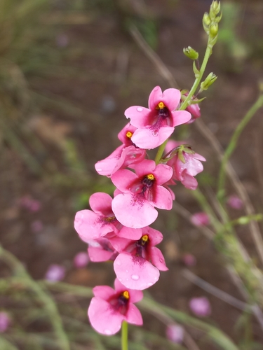 Image of Diascia integerrima by (c) Brian du Preez, some rights reserved (CC BY-SA)