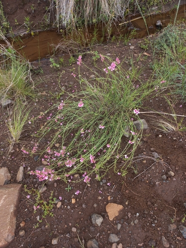 Diascia integerrima, photograph 5