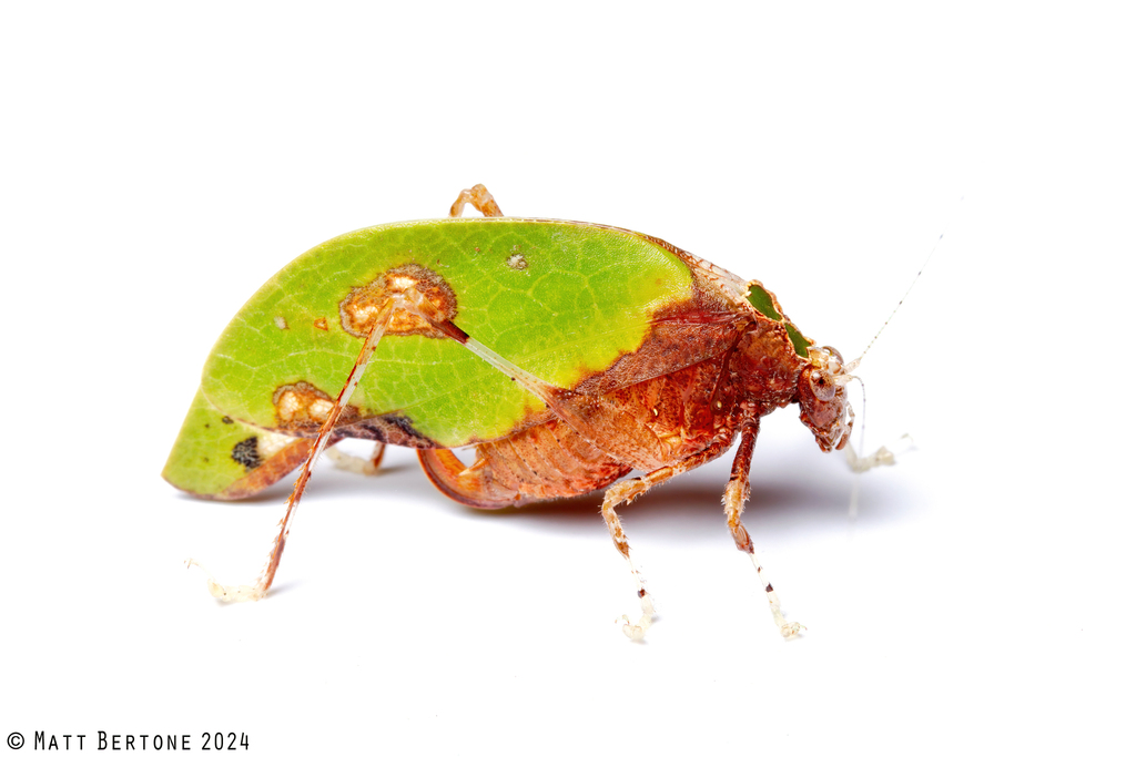 Pycnopalpina