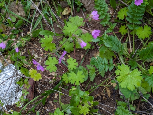 Image of Geranium brutium by (c) portioid, some rights reserved (CC BY)