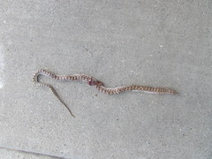 Arizona elegans philipi