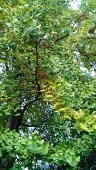 Ginkgo biloba