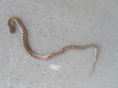 Arizona elegans philipi