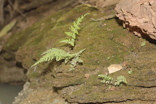 silver fern