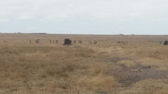 Alcelaphus buselaphus cokii