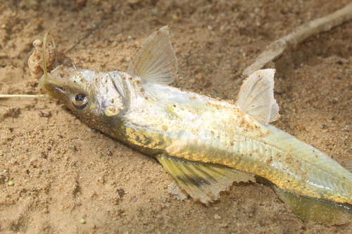 Ornate Pimelodus