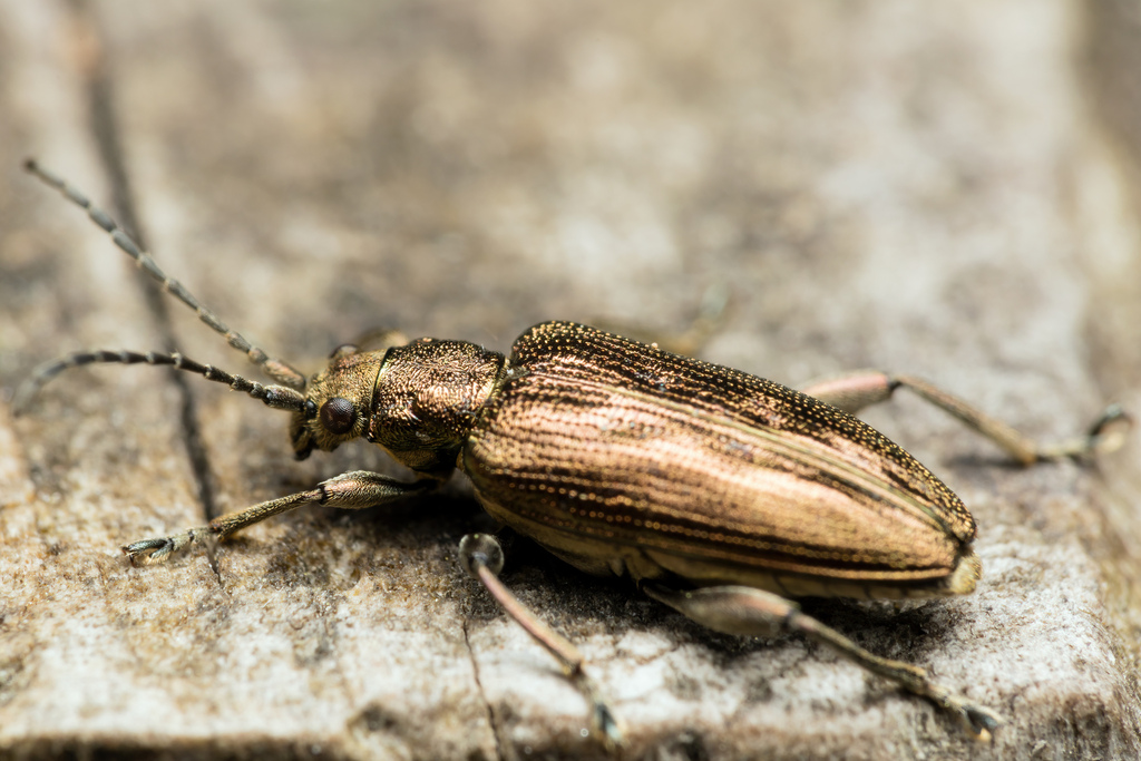 Donacia brevitarsis