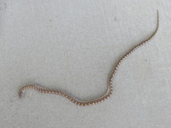 Arizona elegans philipi