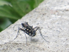 Calomera mindanaoensis