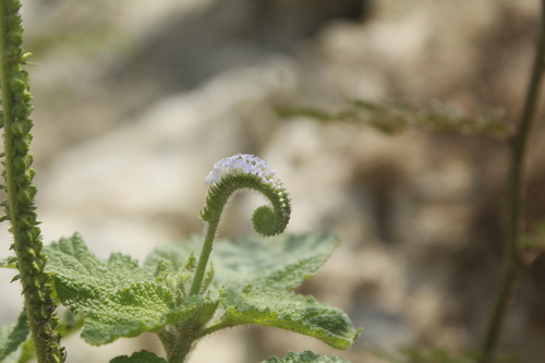 Indian Heliotrope