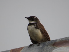 Rhipidura nigritorquis