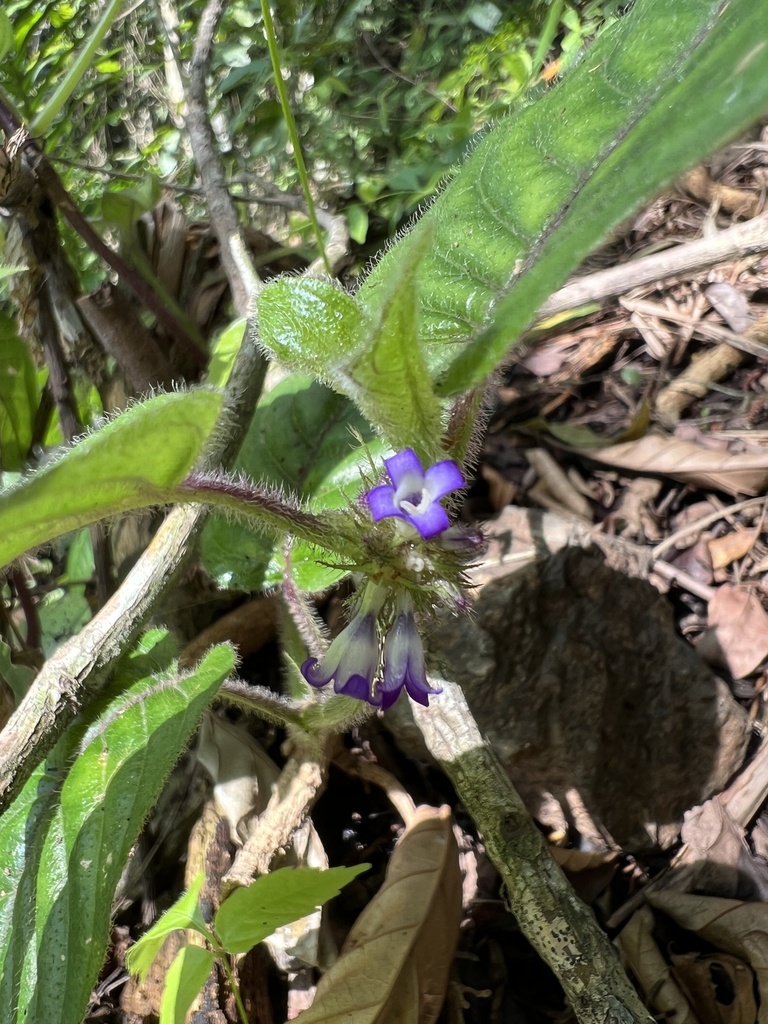 Coccocypselum hasslerianum