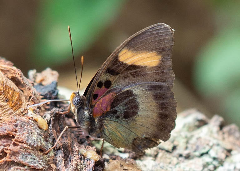Euphaedra minuta
