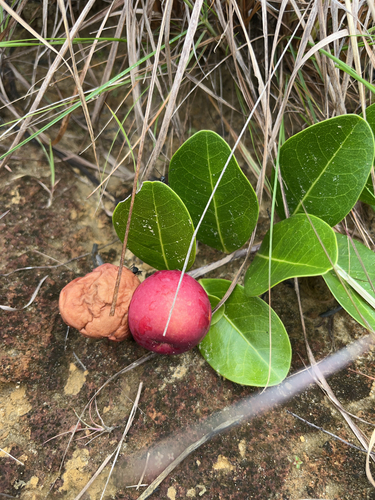 Cocoplum