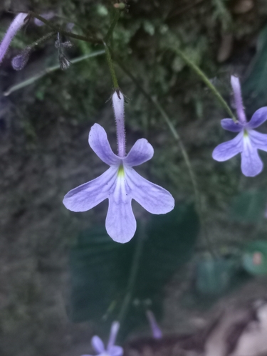Streptocarpus prolixus, photograph 3